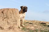 BULLMASTIFF 126